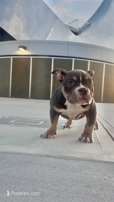 Dexter – American Bully puppy for sale in Port Saint Lucie, FL