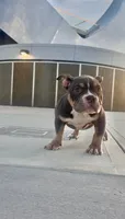 Dexter, a male American Bully for sale in Port Saint Lucie, FL – 1 of 3