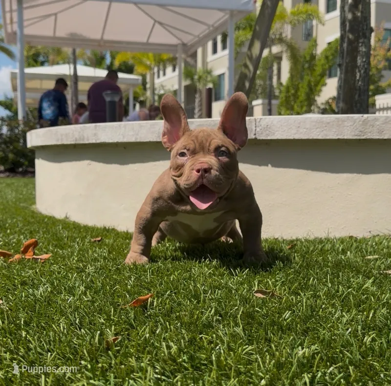 Sheeba – American Bully puppy for sale in Port Saint Lucie, FL