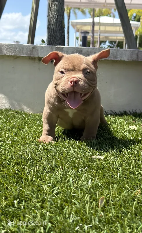 Grizz – American Bully puppy for sale in Port Saint Lucie, FL