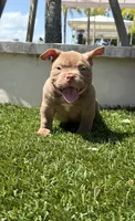 Grizz, a male American Bully for sale in Port Saint Lucie, FL – 1 of 2