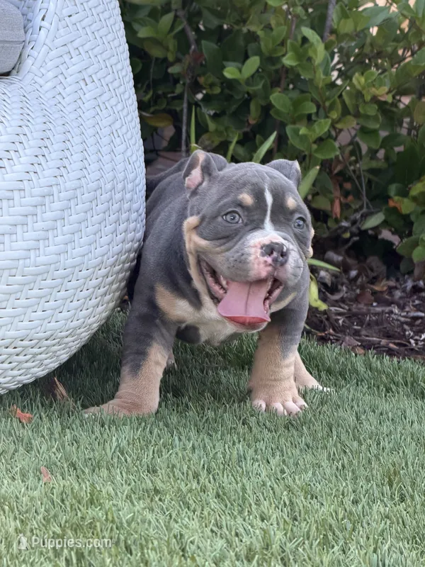 Dexter – American Bully puppy for sale in Port Saint Lucie, FL