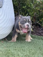Dexter, a male American Bully for sale in Port Saint Lucie, FL – 2 of 3