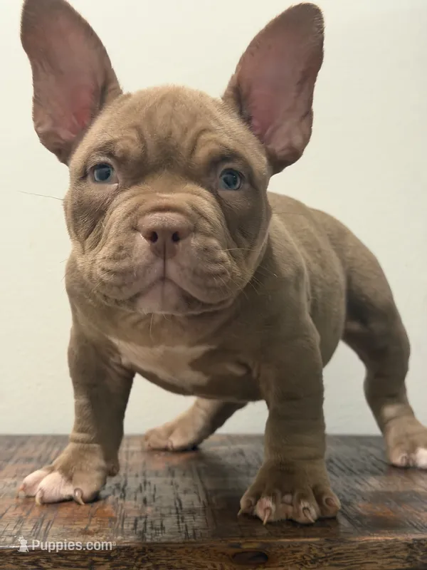 Sheeba – American Bully puppy for sale in Port Saint Lucie, FL