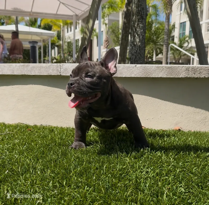 Trixie – American Bully puppy for sale in Port Saint Lucie, FL