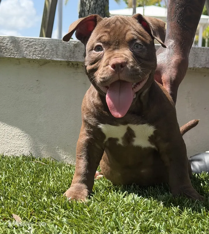 Coco – American Bully puppy for sale in Port Saint Lucie, FL