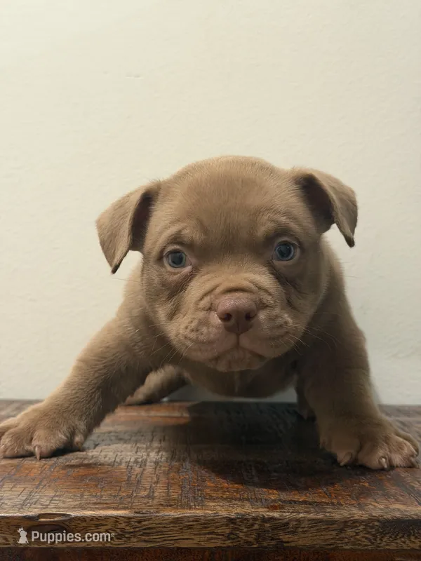 Grizz – American Bully puppy for sale in Port Saint Lucie, FL