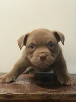 Grizz, a male American Bully for sale in Port Saint Lucie, FL – 1 of 1