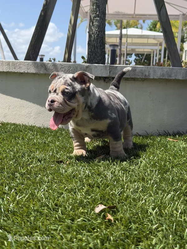 Minnie, a female American Bully for sale in Port Saint Lucie, FL – 1 of 2