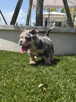 Minnie, a female American Bully for sale in Port Saint Lucie, FL – 1 of 2