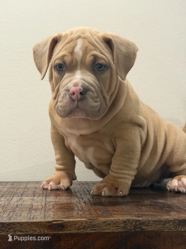 Mutombo – American Bully puppy for sale in Port Saint Lucie, FL