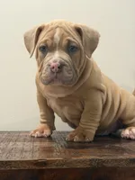 Mutombo, a male American Bully for sale in Port Saint Lucie, FL – 1 of 1