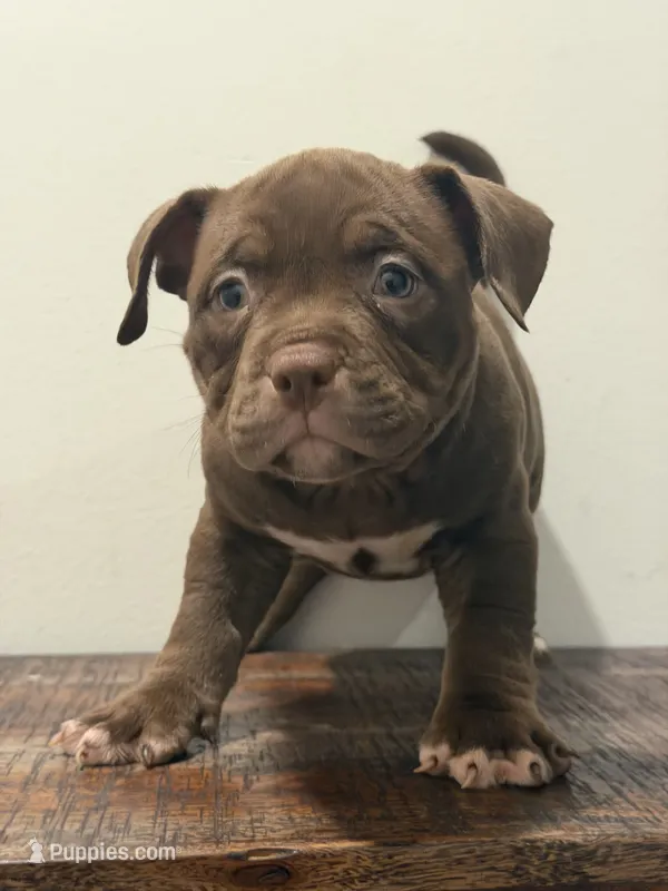 Coco – American Bully puppy for sale in Port Saint Lucie, FL