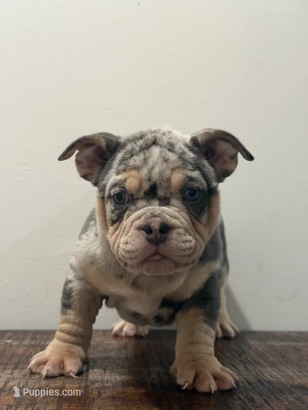 Poka – American Bully puppy for sale in Port Saint Lucie, FL