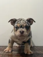 Poka, a female American Bully for sale in Port Saint Lucie, FL – 1 of 1