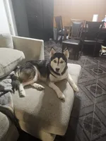 Buzz, a male Pomsky for sale in Metairie, LA – 5 of 5
