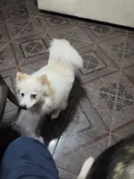 Ariel , a female Pomsky for sale in Metairie, LA – 4 of 6