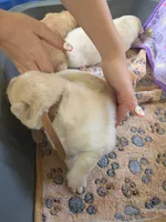 Slinky dog, a male Pomsky for sale in Metairie, LA – 2 of 6