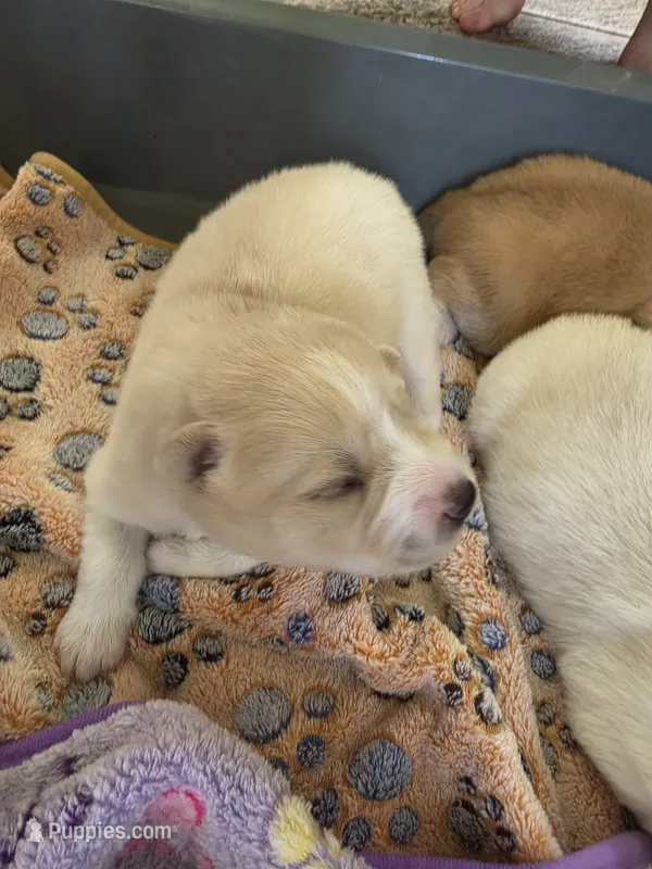 Slinky dog – Pomsky puppy for sale in Metairie, LA