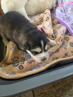 Anna , a female Pomsky for sale in Metairie, LA – 2 of 6