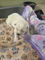 Woody, a male Pomsky for sale in Metairie, LA – 3 of 5