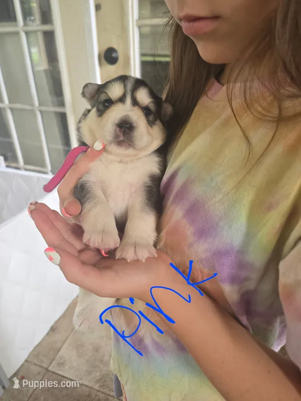 Anna  – Pomsky puppy for sale in Metairie, LA