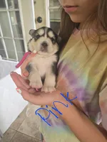 Anna , a female Pomsky for sale in Metairie, LA – 1 of 6
