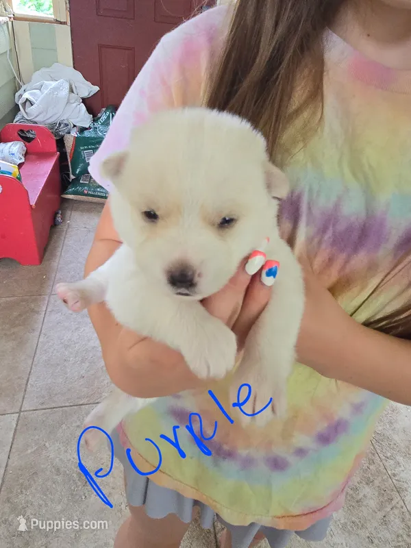 Daisy  – Pomsky puppy for sale in Metairie, LA