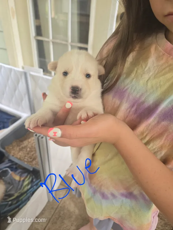 Ariel  – Pomsky puppy for sale in Metairie, LA