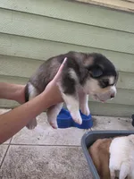 Anna , a female Pomsky for sale in Metairie, LA – 4 of 6
