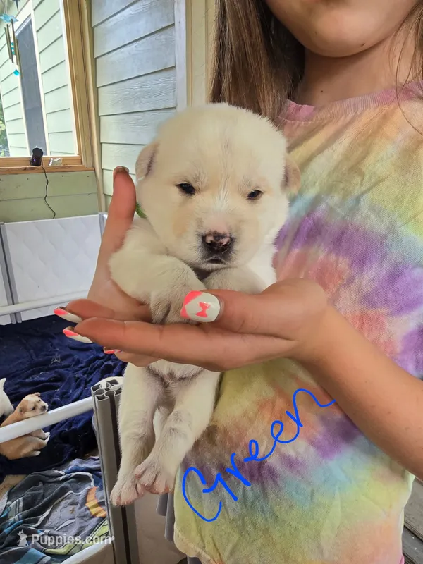 Buzz – Pomsky puppy for sale in Metairie, LA