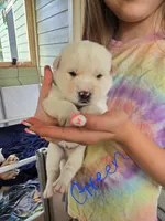 Buzz, a male Pomsky for sale in Metairie, LA – 1 of 5