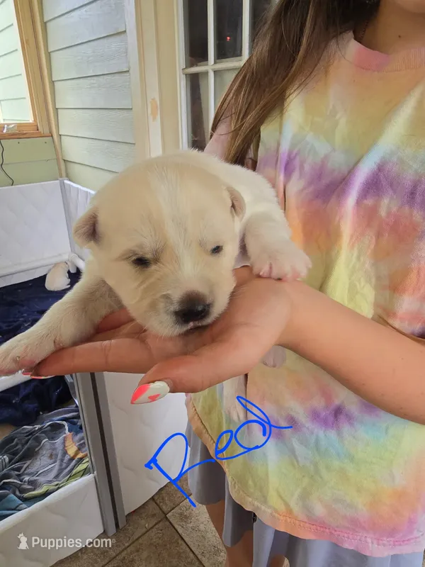 Woody – Pomsky puppy for sale in Metairie, LA