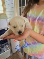 Woody, a male Pomsky for sale in Metairie, LA – 1 of 5