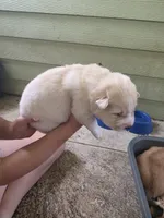 Slinky dog, a male Pomsky for sale in Metairie, LA – 5 of 6