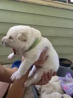 Buzz, a male Pomsky for sale in Metairie, LA – 3 of 5