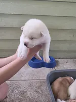Ariel , a female Pomsky for sale in Metairie, LA – 2 of 6