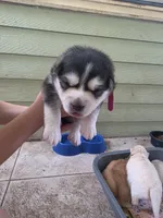 Anna , a female Pomsky for sale in Metairie, LA – 3 of 6