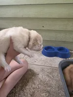 Slinky dog, a male Pomsky for sale in Metairie, LA – 3 of 6