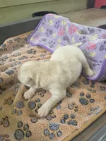 Woody, a male Pomsky for sale in Metairie, LA – 2 of 5