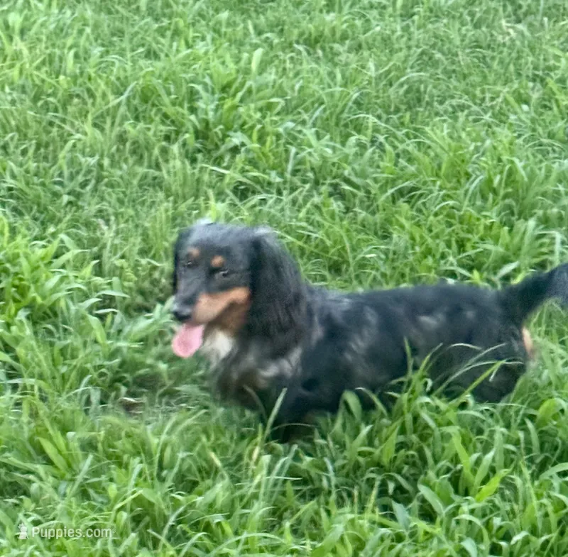 Henry  – Miniature Dachshund puppy for sale in Muldrow, OK