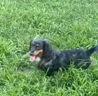 Henry , a male Miniature Dachshund for sale in Muldrow, OK – 1 of 5
