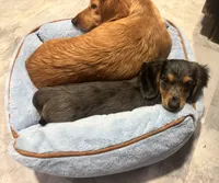 Bandit, a male Miniature Dachshund for sale in Muldrow, OK – 3 of 10