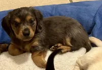 Bandit, a male Miniature Dachshund for sale in Muldrow, OK – Photo 4 of 4