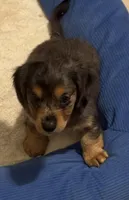 Bandit, a male Miniature Dachshund for sale in Muldrow, OK – Photo 3 of 4