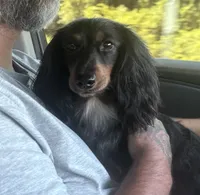 Henry , a male Miniature Dachshund for sale in Muldrow, OK – 5 of 6