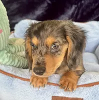 Bandit, a male Miniature Dachshund for sale in Muldrow, OK – 4 of 10