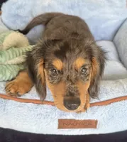 Bandit, a male Miniature Dachshund for sale in Muldrow, OK – 6 of 10