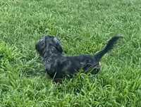Henry , a male Miniature Dachshund for sale in Muldrow, OK – 5 of 5