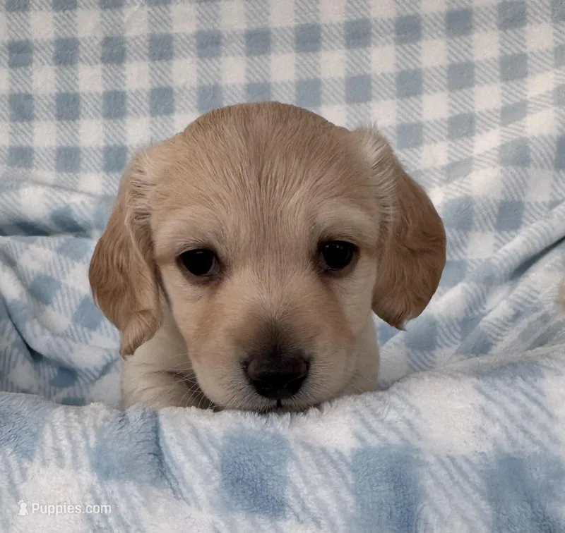 Winston – Miniature Dachshund puppy for sale in Muldrow, OK